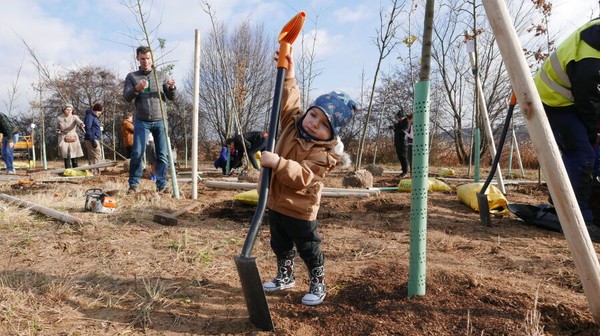 Sadzenie drzew dzieciom stało się w Krakowie bardzo popularne