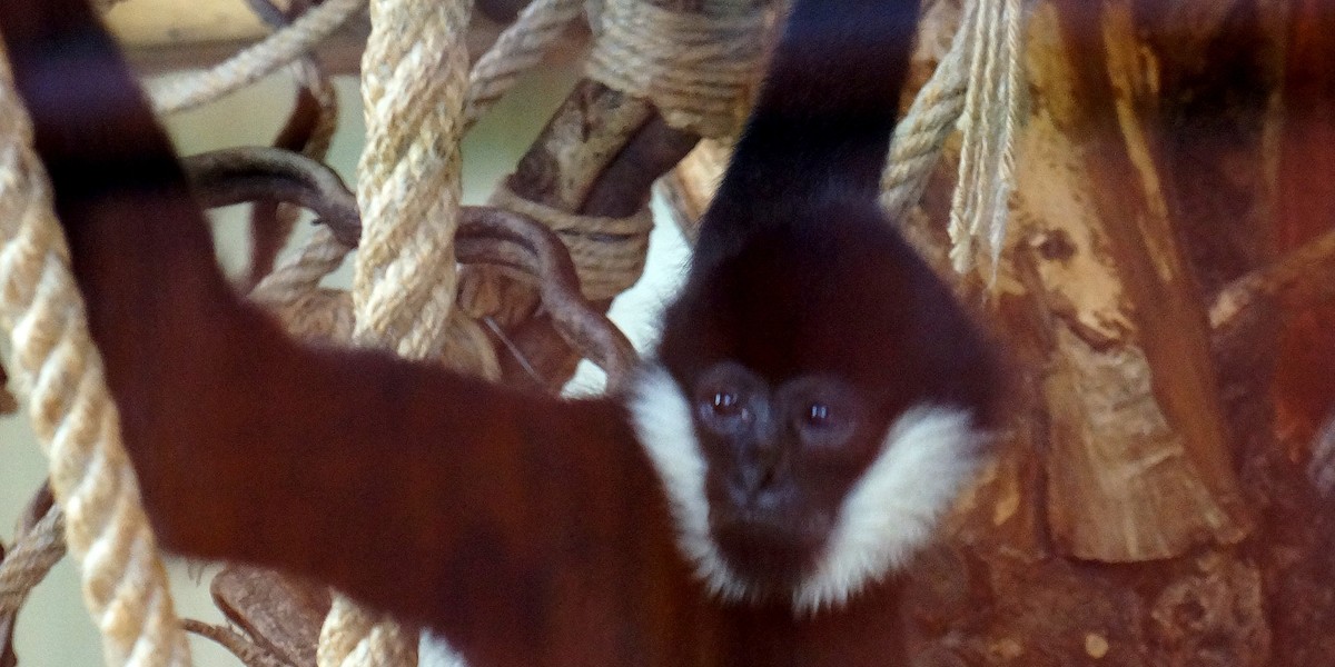 gibbon