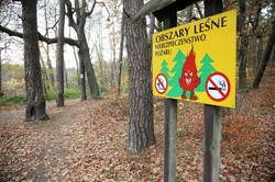 10441,7 zł to średnia pensja w Lasach Państwowych. Zarobki leśników