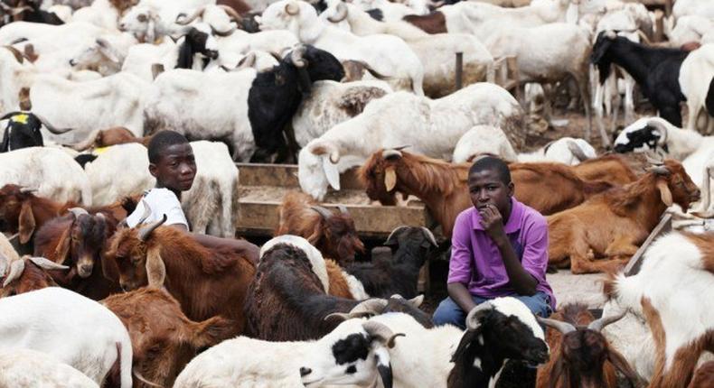 Cattle depot in Lagos