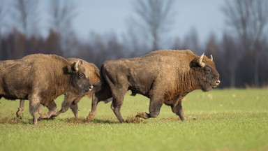 Siedem żubrzyc z Puszczy Białowieskiej trafi do ośrodków hodowli w Hiszpanii