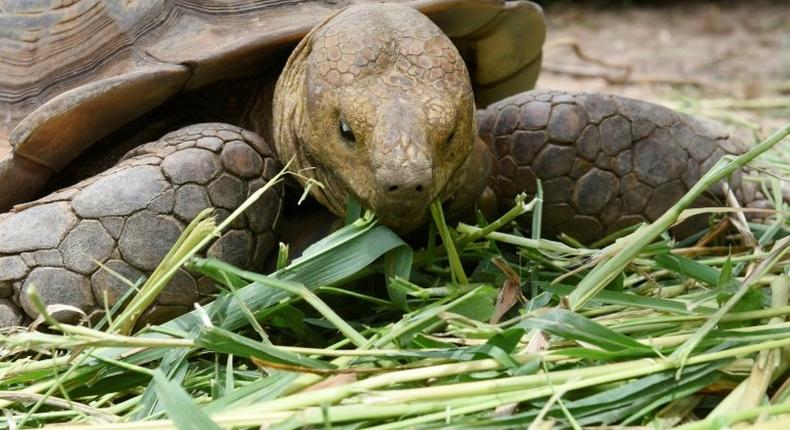 An African spurred tortoise at a turtle conservation centre in Senegal