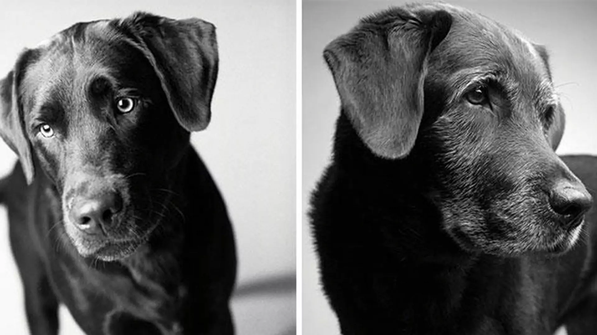 Psy się starzeją, ale mimo upływu lat nadal kochają człowieka. Te zdjęcia poruszą wszystkich miłośników psów