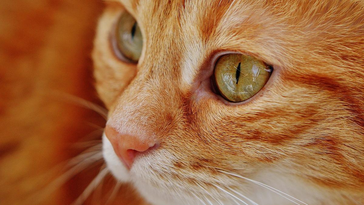 Micsoda kegyetlenség - Víz nélkül, a tűző napon tartotta macskáját egy nő -  Állatkínzás miatt indult ellene eljárás - Blikk