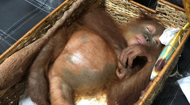 A kétéves orangutánt tejben feloldott gyógyszerekkel kábította el az orosz férfi, majd becsomagolta a bőröndjébe, hogy hazavigye