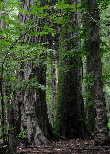 Galeria Polska - Puszcza Białowieska zagrożona?, obrazek 26