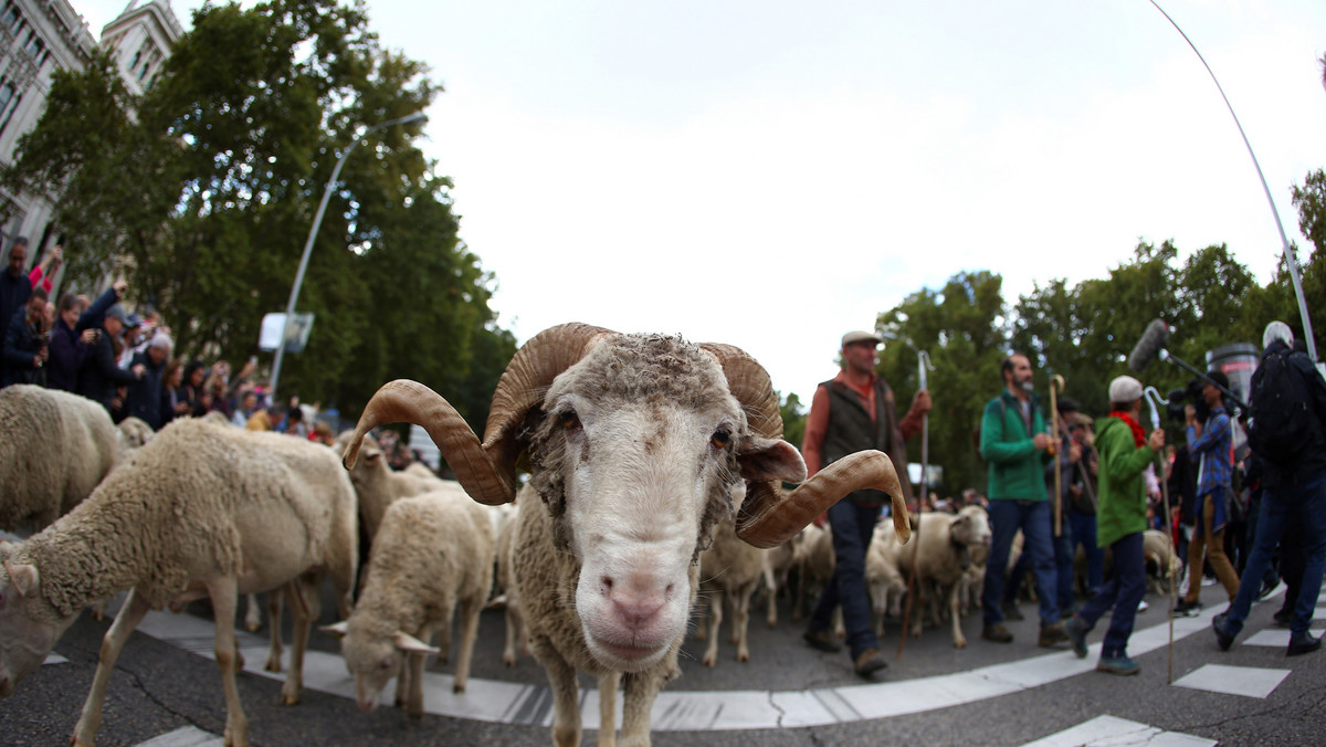 epa07936388 - SPAIN TRANSHUMANCE (26th Transhumance Festival in Madrid)