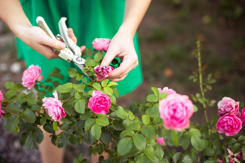 przycinanie róż Róża róże Girl,Cuts,Or,Trims,The,Bush,(rose),With,Secateur,In