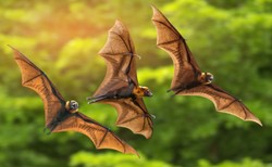 Nietoperze są rezerwuarem wielu groźnych wirusów, także koronawirusa