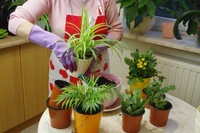 Rośliny uczą nas przetrwania. Prof. Mancuso o ich niezwykłej inteligencji