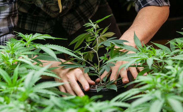 Rząd zakłada plantacje marihuany. Wytypowano już trzy miejsca