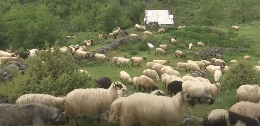 Nikola živi u katunu na planini Prekornici