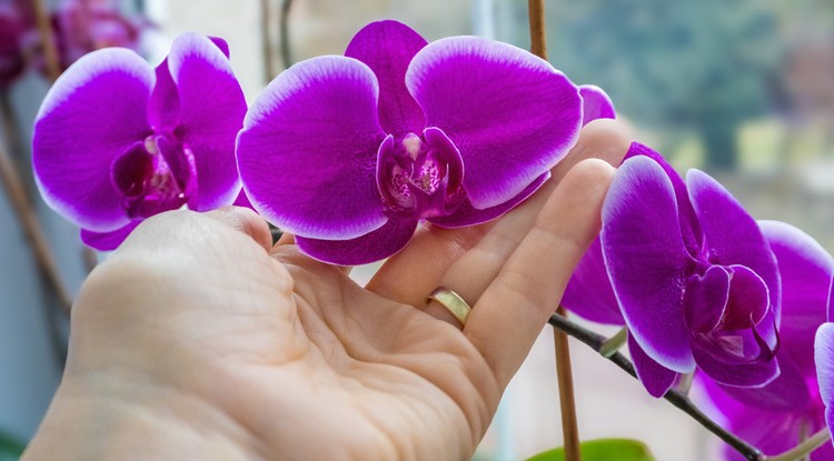 Virágzik most is az orchidea Fotó: Shutterstock