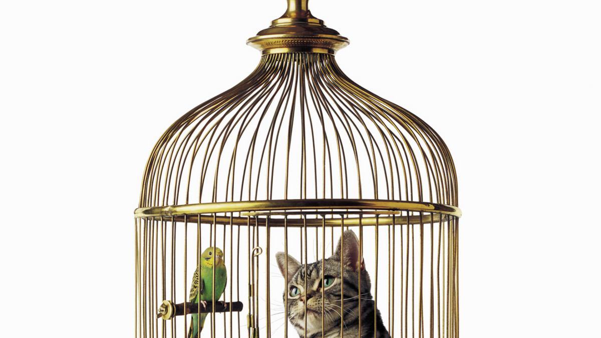Kot na wolności upodabnia się do terminatora. I tylko w USA kiciusie rocznie pożerają pół miliarda ptaków śpiewających.