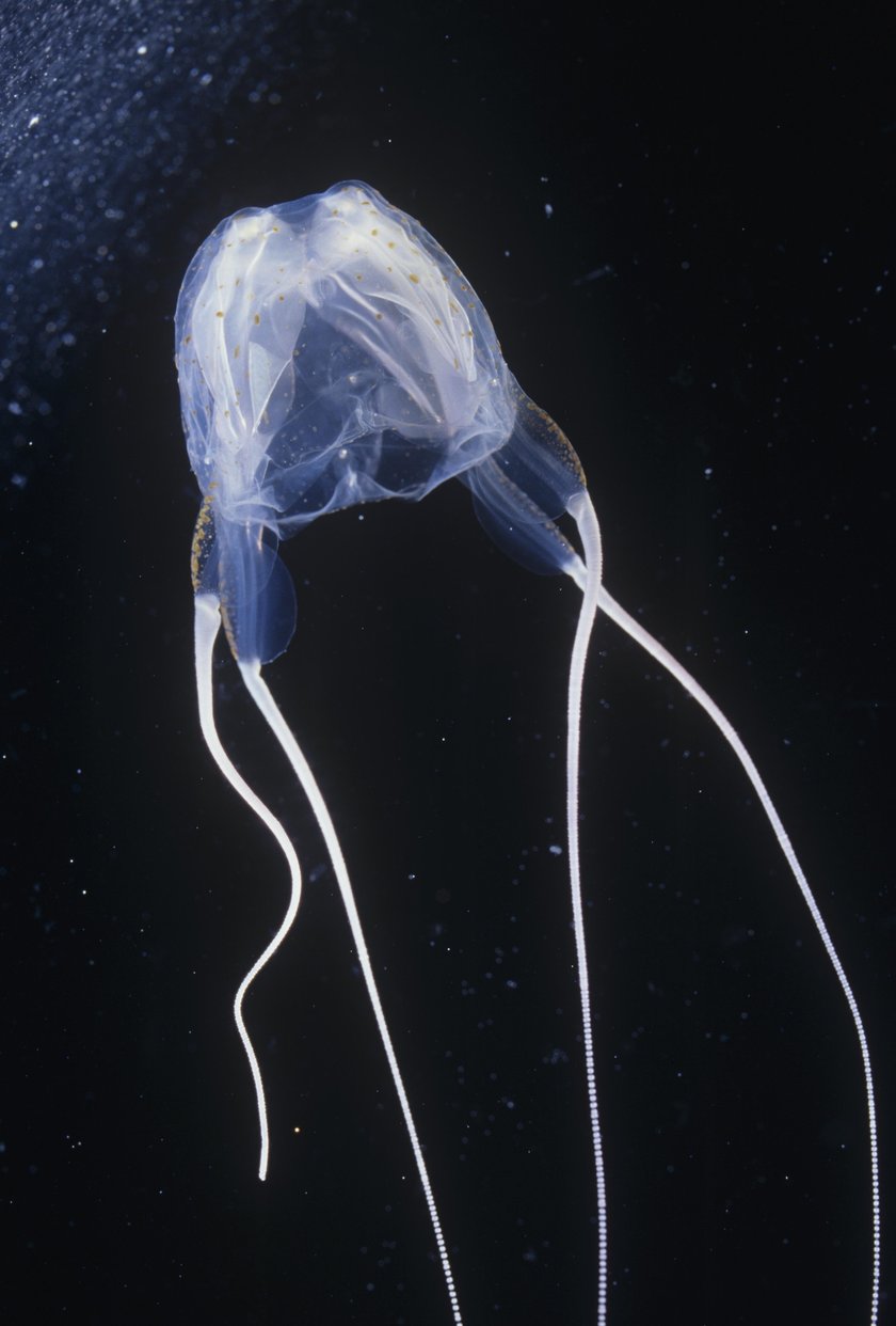 Meduza