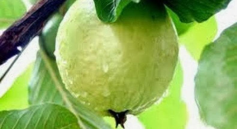 Guava consumption helps lower blood sugar - Nutritionist
