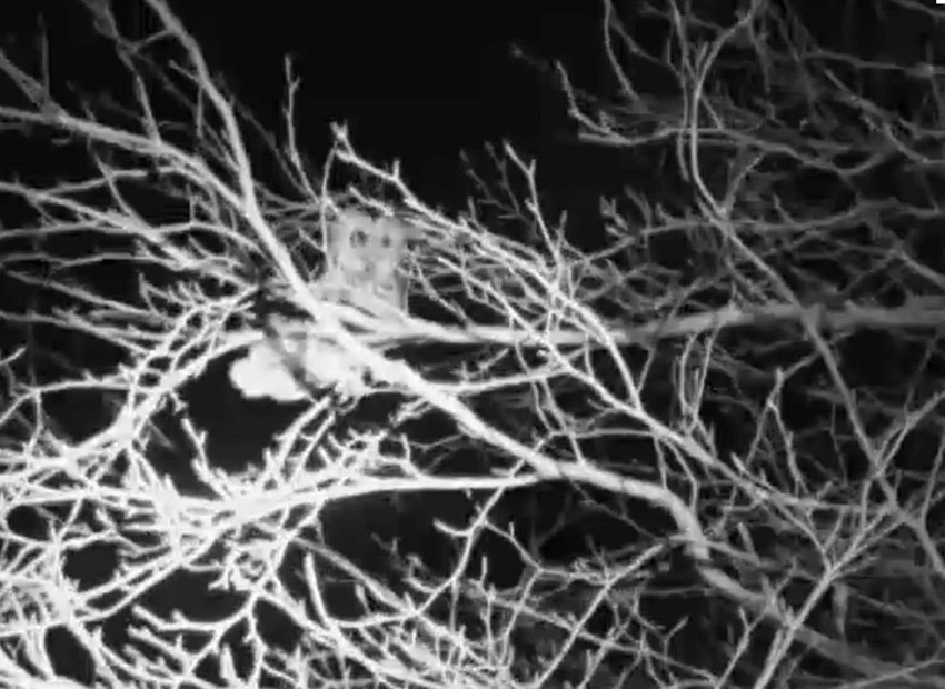 Velika ušara - strah i trepet za Holanđane (FOTO: ITN)