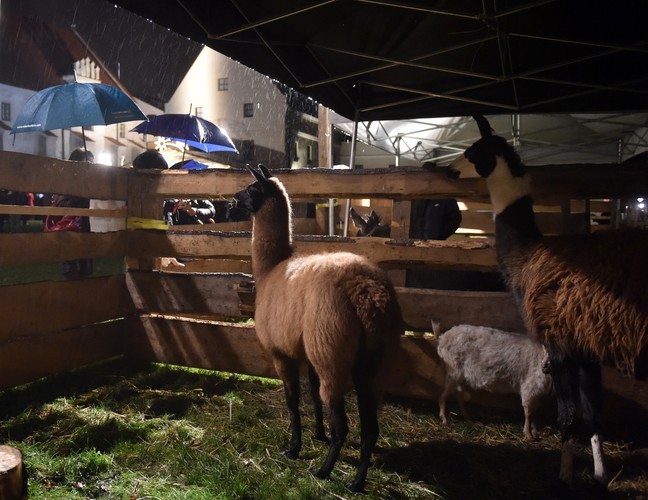 Żywa szopka Ojców Franciszkanów w Krakowie w noc wigilijną 24 bm