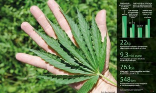 Medyczna marihuana nie tylko dla chorych. Lekarze ostrzegają przed dziurą w przepisach