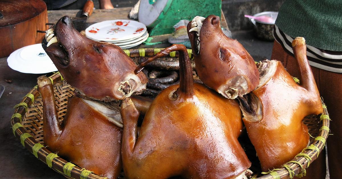 Какую породу собак едят в корее. Нуреонги порода.