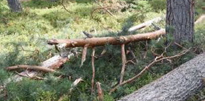 Potworny wypadek w lesie. Konar zabił 62-latka