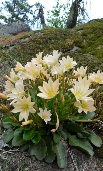 Lewisia tweedyi