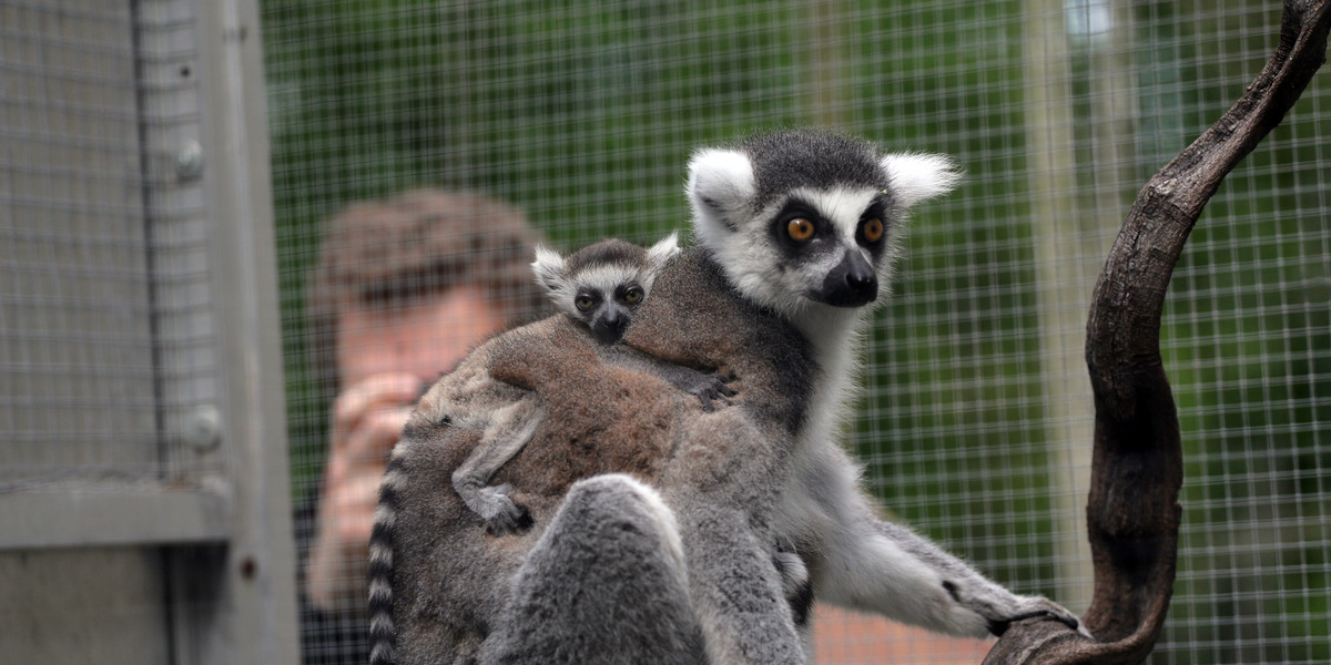 W Łódzkim zoo urodziły się lemury