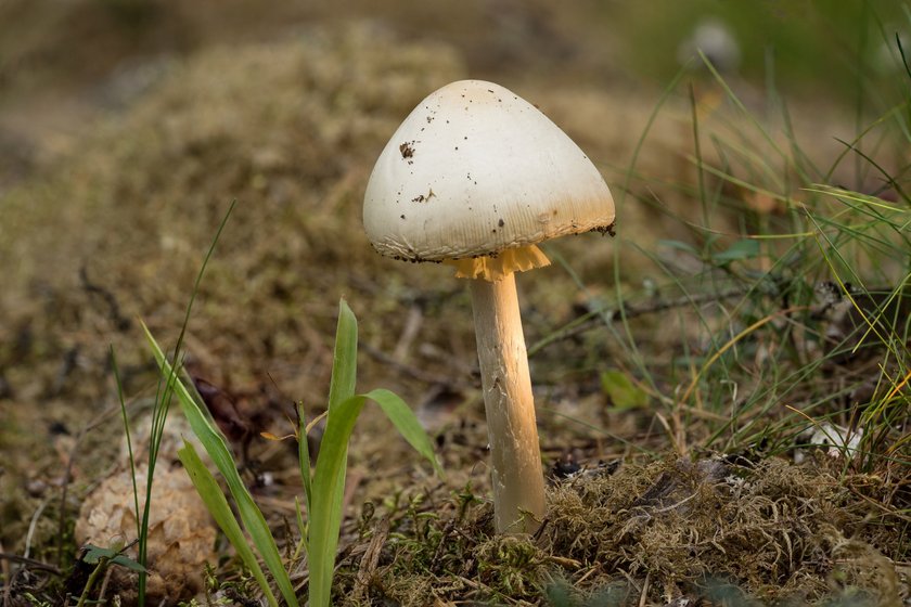 Tych grzybów nigdy nie zbieraj! Ostrzegamy przed straszną modą na jedzenie muchomorów