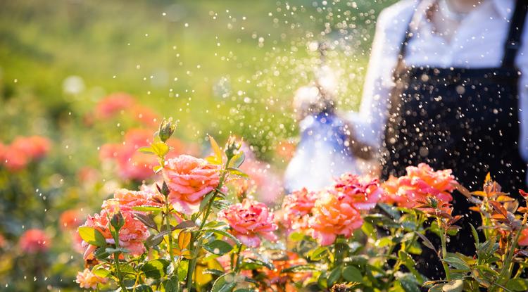 Ettől lesz a gyönyörű a rózsád a nyáron a kertedben Fotó: Getty Images