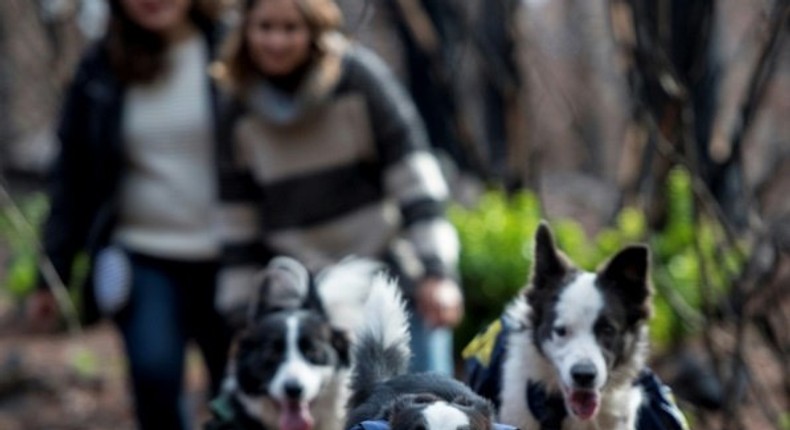 Trained Border Collies run through a forest devastated by massive fire, sowing tree seeds that fall to the ground from their special backpacks in Talca, Chile