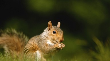 Nowe badania. Najazd obcych gatunków zwierząt i roślin na Europę; zagrażają naturalnym ekosystemom