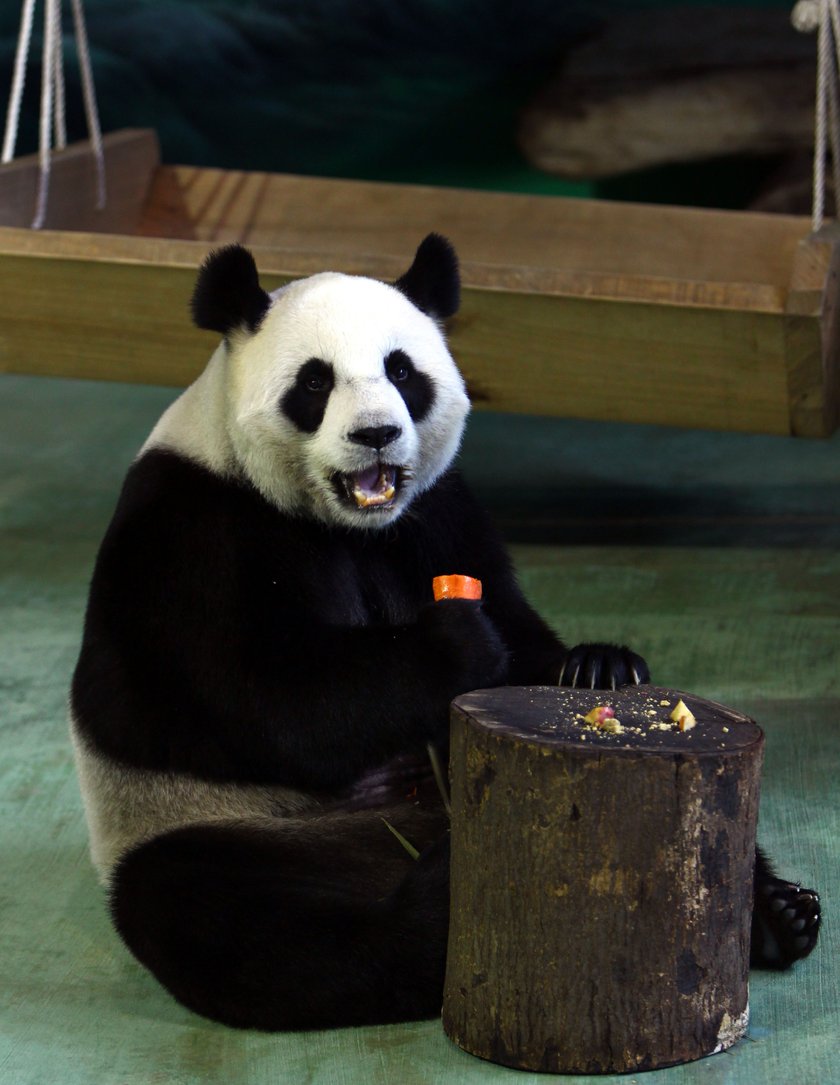 Ta panda udawała, że jest w ciąży, żeby mieć lepsze warunki