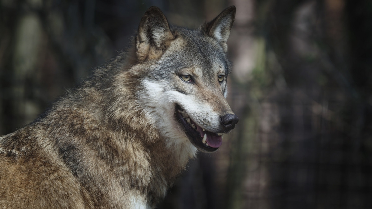 Podpoznańska gmina ostrzega mieszkańców przed wilkami