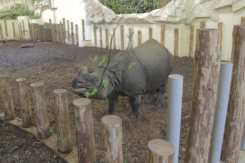 nosorożec we wrocławskim zoo