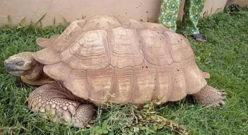 344-year-old tortoise in the traditional ruler of Ogbomoso’s palace, popularly known as ‘Alagba’, has passed away. (PMNews)