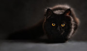 Niektórzy panicznie boją się kotów, szczególnie czarnych. Skąd się bierze ailurofobia?