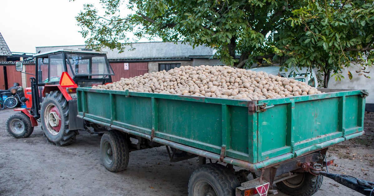 Rolniczka ogłosiła promocję na kartofle. "Ładne, czyste". Tyle za tonę