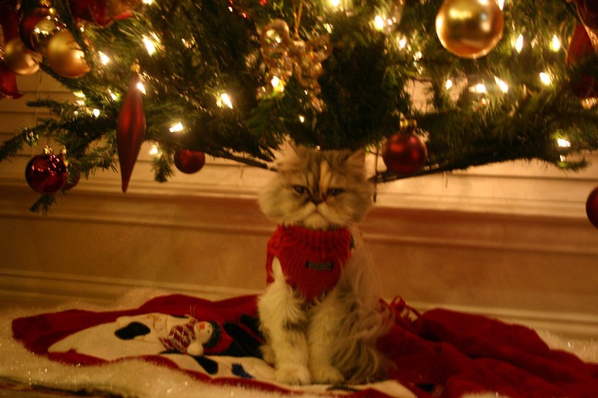 Ugroženi su i psi i mačke