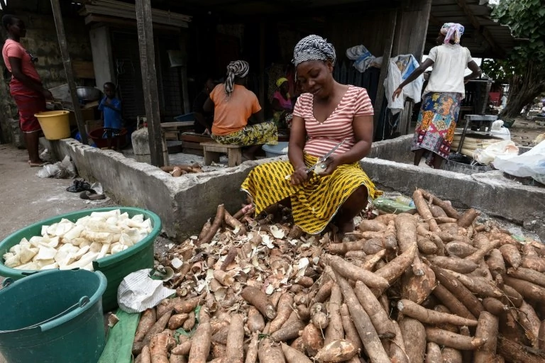 Manioc, also called cassava, is a staple food across West Africa -- the brown root vegetable is peeled, pulped and cooked, providing starchy ballast to a meal
