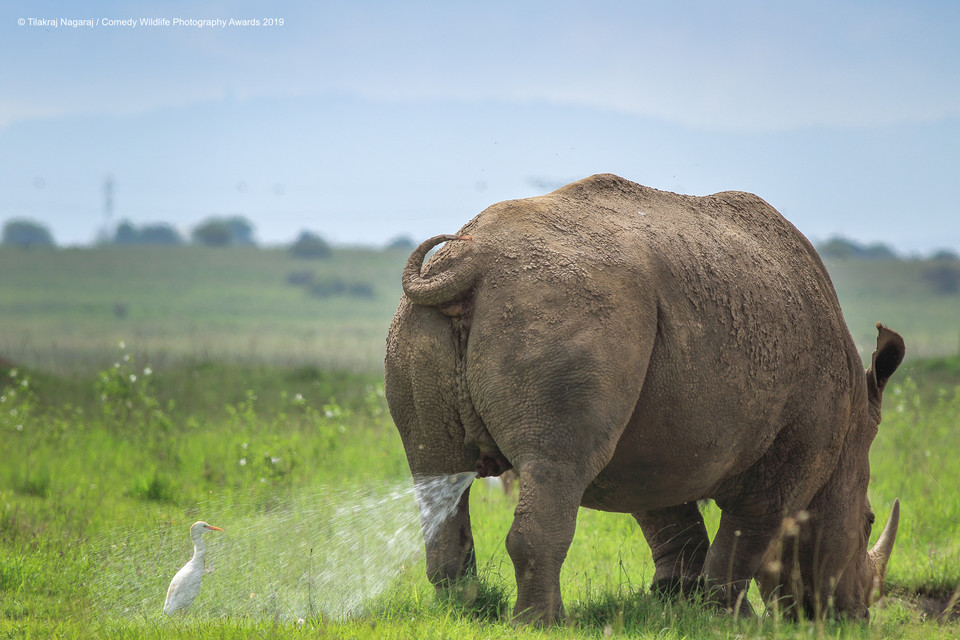 Finaliści Comedy Wildlife Photo Awards 2019