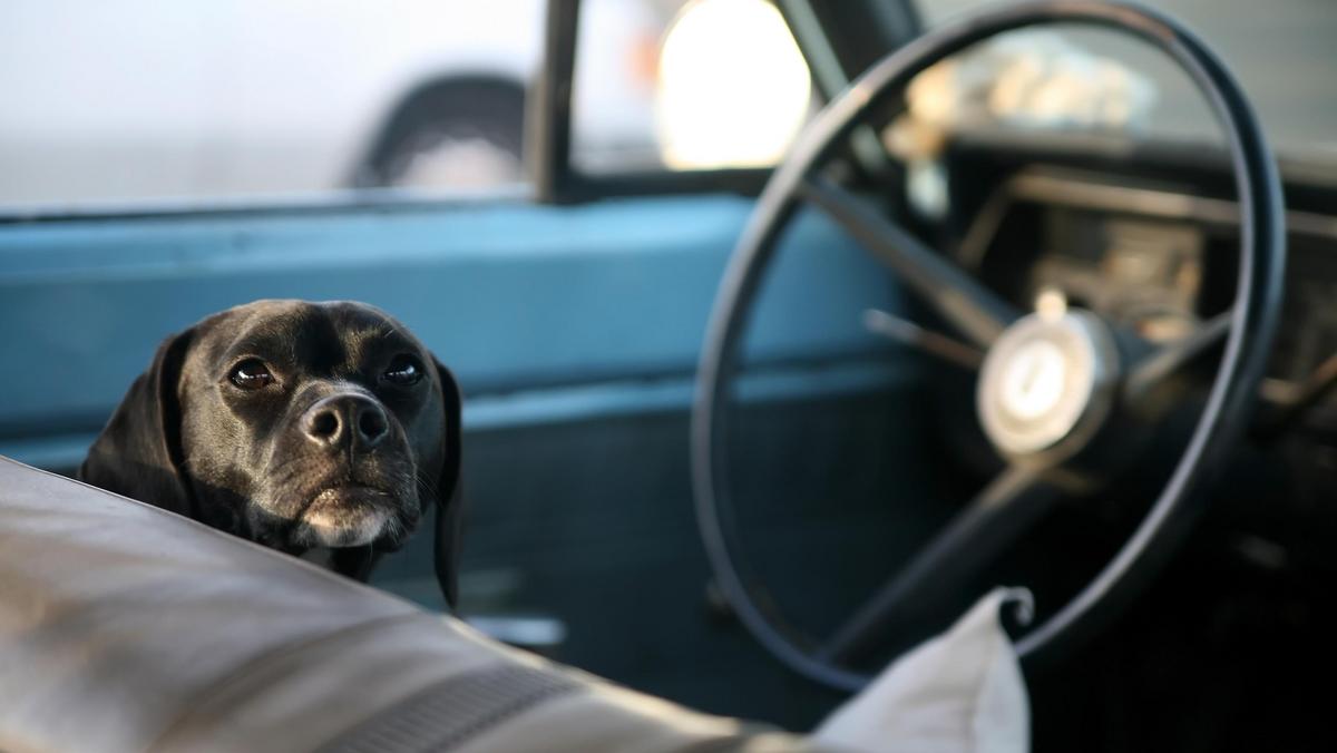 Pies w samochodzie 