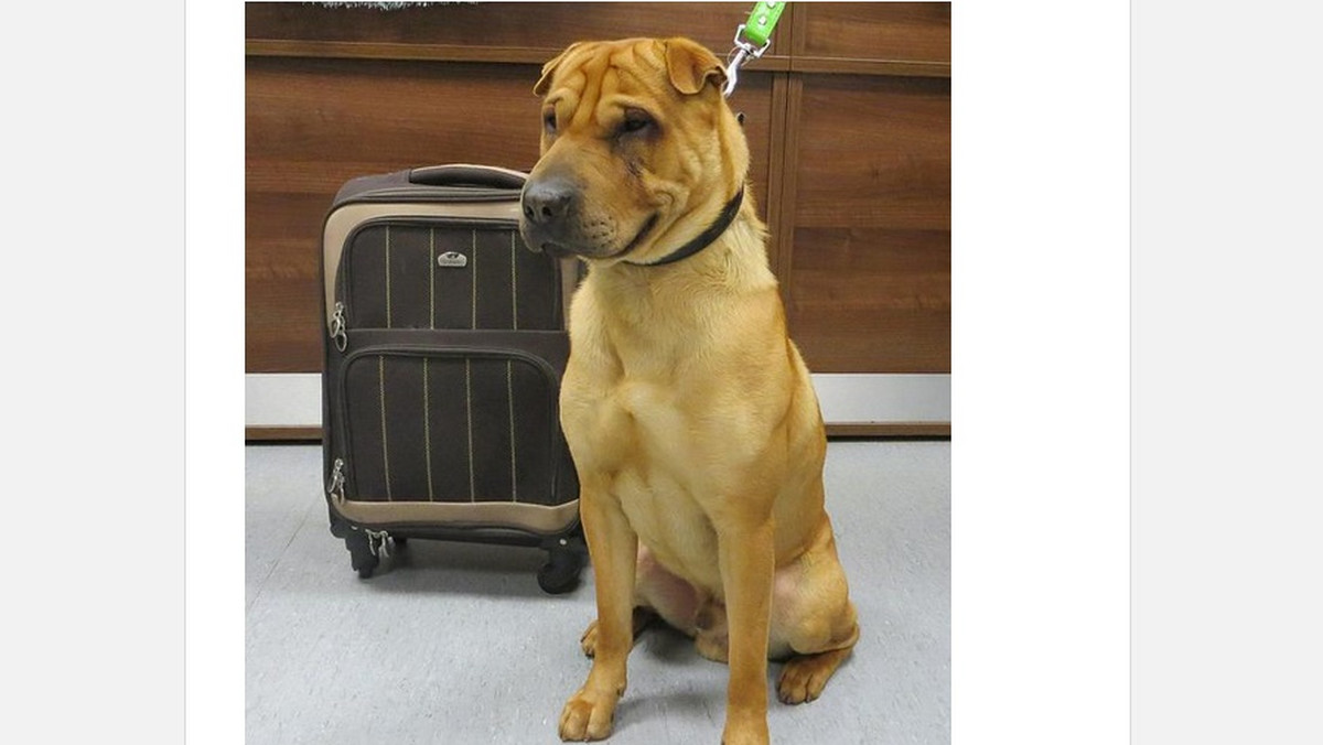 Młody pies został znaleziony na stacji kolejowej w szkockim Ayr. Zwierze było przywiązane do barierki, a w walizce, do której był przywiązany, znajdowały się jego zabawki, poduszkę i karmę. Policja szuka właściciela i podkreśla, że to i tak okrutny wybryk - informuje "Daily Mail".
