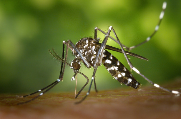 komar przenoszący dengę