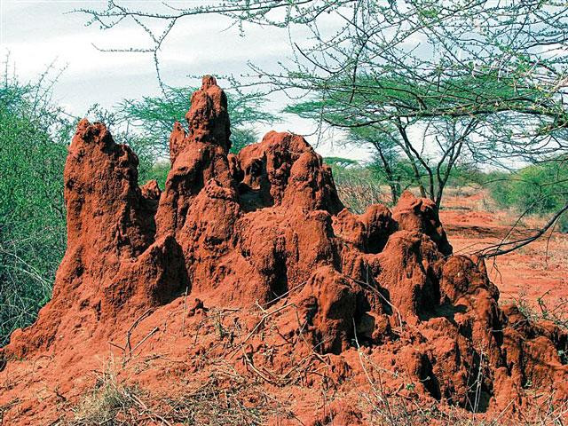 Galeria Kenia - Turkana, nefrytowe morze Afryki, obrazek 12