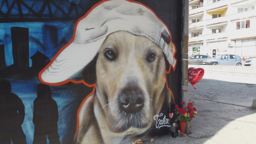 Baći, pas iz Užica