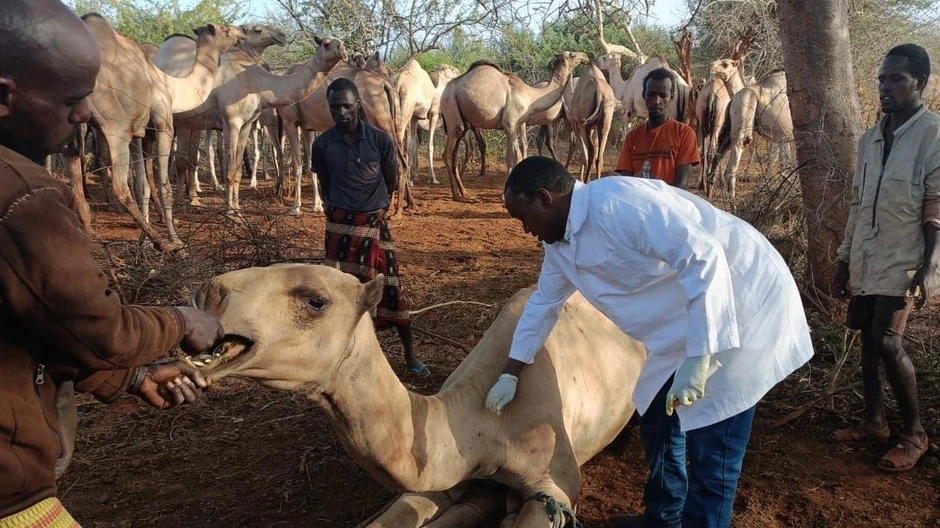 Hasan Nuja Gujo, veterinar iz severoistočne Kenije, kaže da je u poslednje dve godine došlo do porasta smrti kamila od 15 odsto u oblasti za koju je on zadužen | Foto: Hassan Nuya Guyo