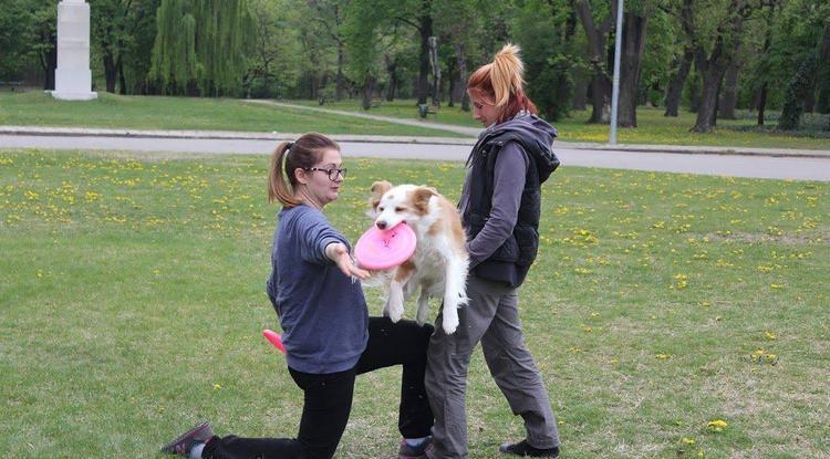 Frizbizni jó - a kutyának is Fotó: Kovács Violetta