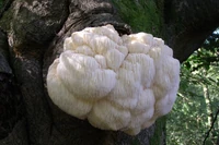 Ten grzyb smakuje jak owoce morza i ma lecznicze właściwości. Ale lepiej go nie zbieraj