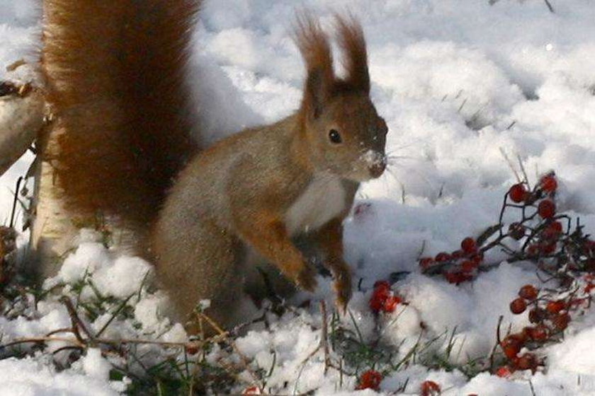 Wiewiórka na śniegu