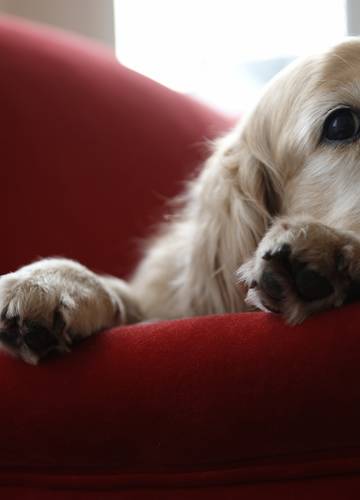 10 kutyafajta, akik halál jól érzik magukat a lakásban - Noizz